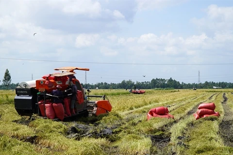 Kien Giang province to expand organic rice cultivation
