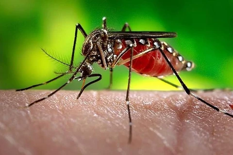 Dengue cases in Laos keep increasing