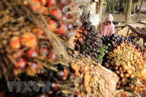 Indonesia to fine palm oil companies operating in forests
