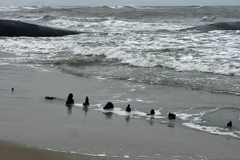 Quang Nam: suspected ancient shipwreck vanishes in sea