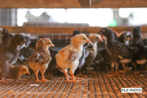 Philippines bans poultry imports from Belgium, France