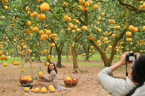 Dien pomelo – a citrus offering for Lunar New Year