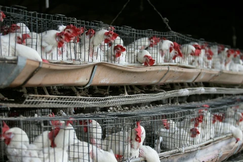 Philippines bans poultry products from two US states