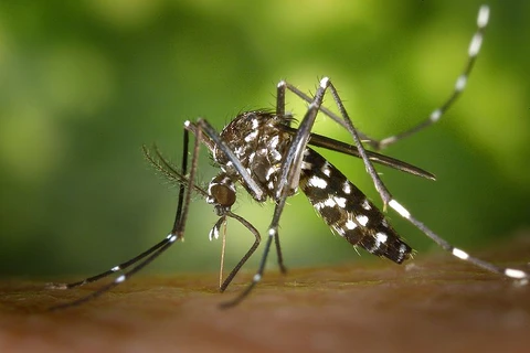 Zika virus cases rise in Northeast Thailand
