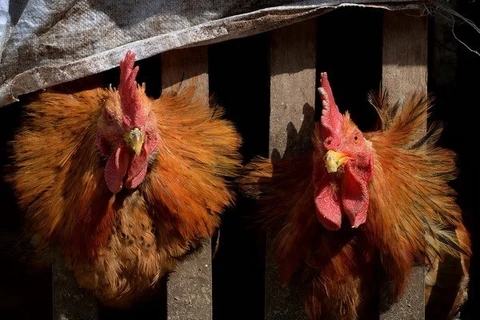 Cambodia records second human case of bird flu this year