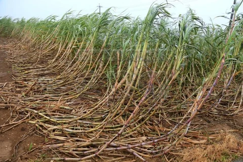 Thai sugar production likely to decline amid dry weather