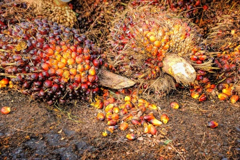 Malaysia's palm oil stocks hit six-month low