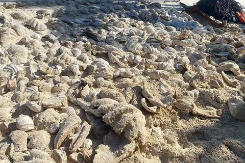  Philippines busts haul of giant clam shells