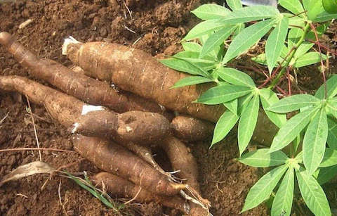 Cassava exports see record growth rate in January