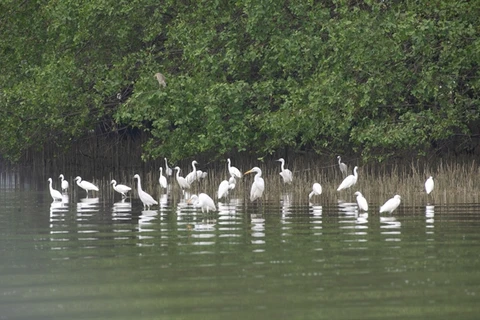 School students to get free wild bird conservation education