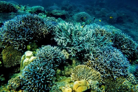 Thailand works to conserve coral reefs