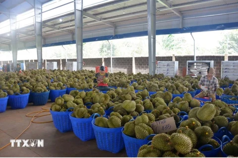 Vietnamese durian accounts for nearly 32% of China’s imports