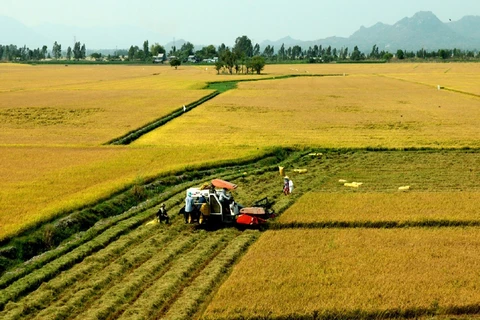 PPP important to high-quality, low-carbon rice production: Confab 