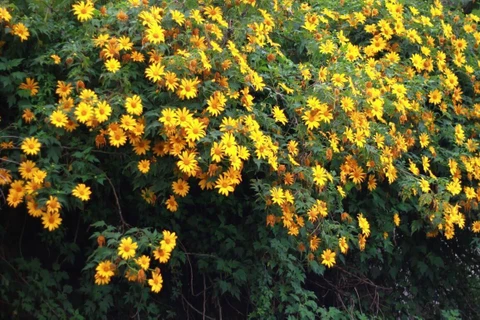 Dien Bien wild sunflowers in full swing