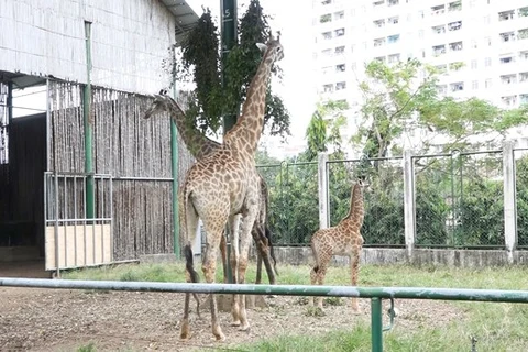 New born giraffe an added attraction to Saigon Zoo