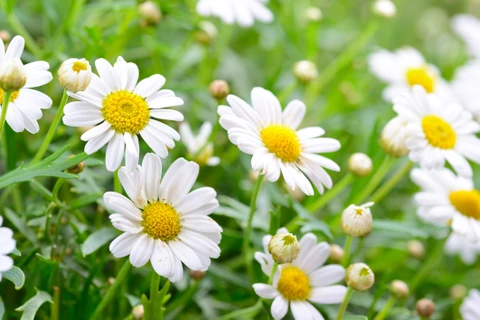 “King Daisy” helps improve farmers’ lives in Hung Yen