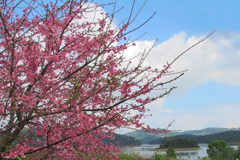 Dien Bien hosts cherry blossom festival