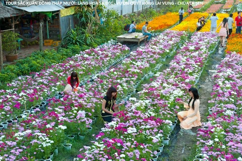 Flower farming increases over 9% in Dong Thap