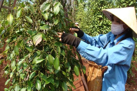 High-tech application in planting black pepper 