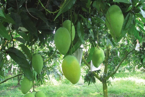 Vietnam officially begins mango exports to US