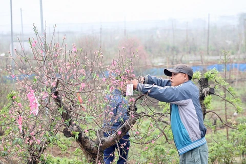 Peach blossom flowers in Nhat Tan revived after Tet