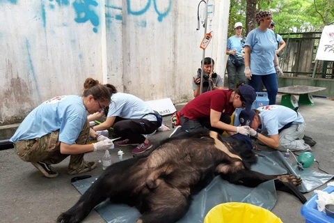 Three captive bears in Dong Nai sent to sanctuary