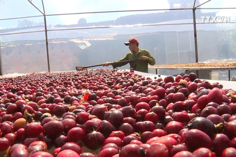 Vietnam boosts production of specialty coffee 