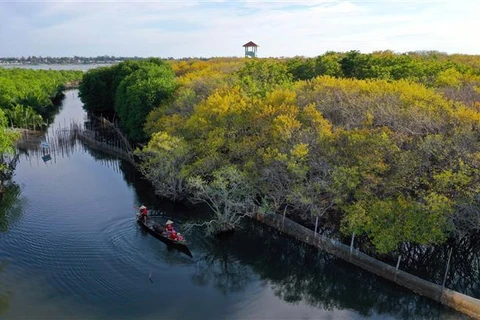 Ru Cha mangrove forest shines in Autumn