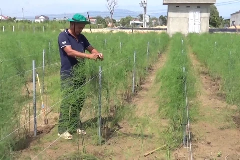 Asparagus farming enriches Cham ethnic people