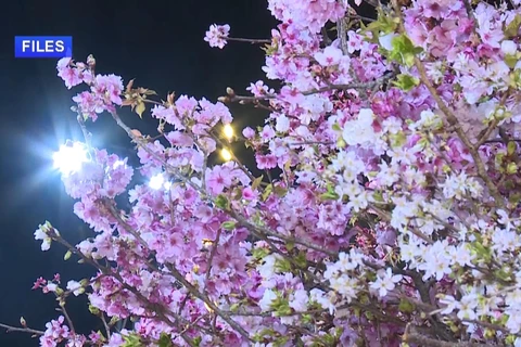 Hanoi cherry blossom festival to be held in March