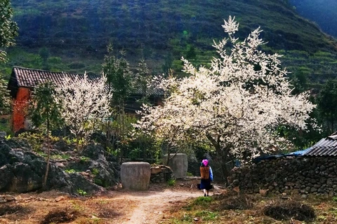 Plum blossoms invite tourists to Son La province
