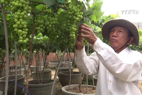 Ninh Thuan ornamental grapes – hot items for Tet holiday