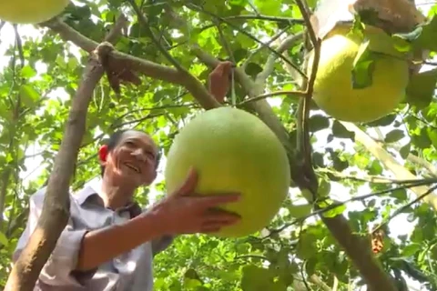 Exotic fruits much sought after for Tet holiday