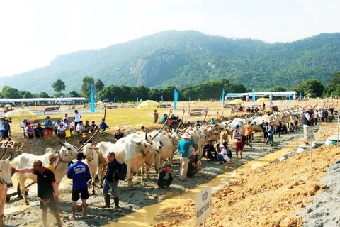 Ox racing festival in An Giang gears towards international status