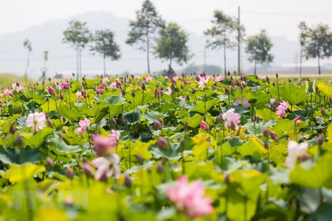 Lotus pond in Uncle Ho's hometown 