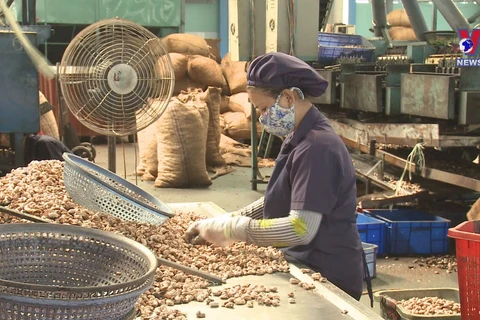 Cashew nut exports to thrive in year-end months