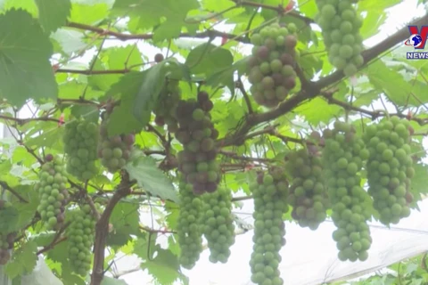 Young farmer makes fortune from grapes