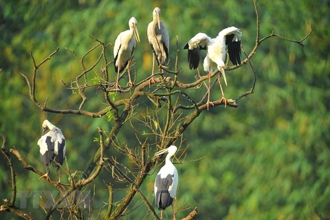 Thung Nham Bird Park in Ninh Binh province 