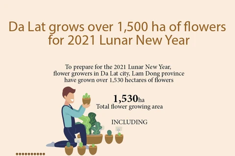 Da Lat grows over 1,500 ha of flowers for 2021 Lunar New Year