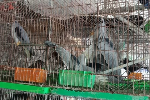 WWF calls for permanent shutdown of wildlife markets over COVID-19 concerns