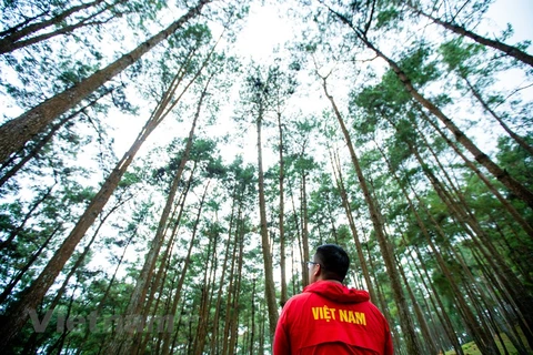 Yen Minh pine forest – a green land in the heart of karst plateau