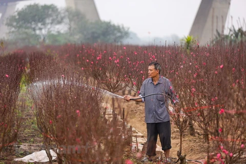 Peach blossom growers in Phu Thuong busy as Tet nearing