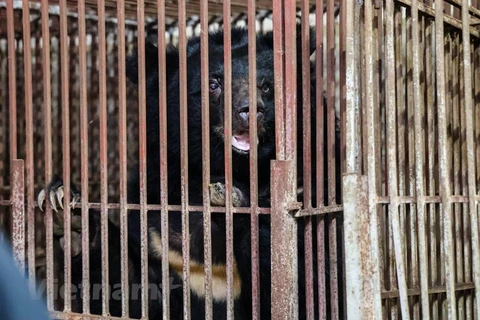 Last three captive bears in Lang Son rescued