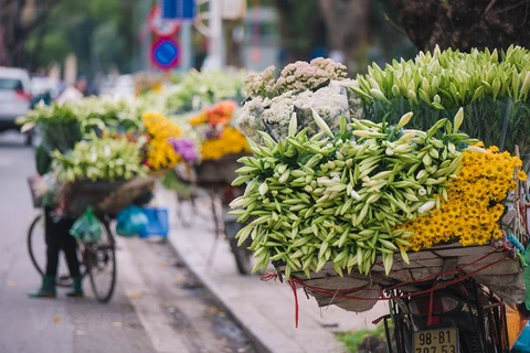 ‘Flower of April’ shows off beauty on Hanoi streets