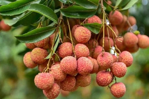 Bac Giang secures successful lychee crop in trying time