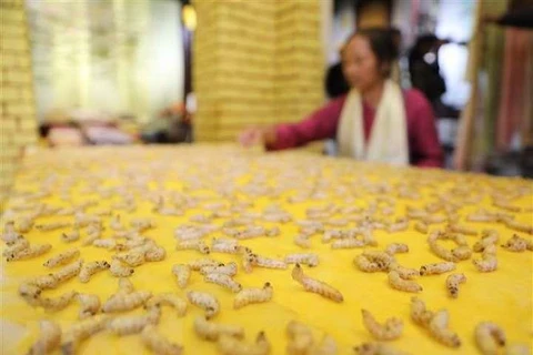 Great effort to preserve traditional mulberry silk business