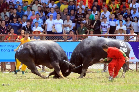 Buffalo Fight in Hai Phong - a unique aspect of the Vietnamese culture