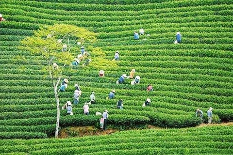 Discover the century-old tea growing region in Da Lat
