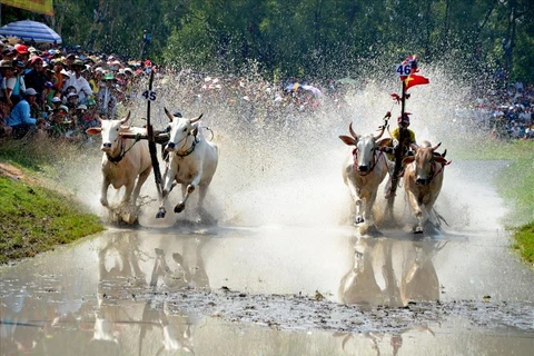 Witness the majestic Bay Nui ox racing festival in An Giang