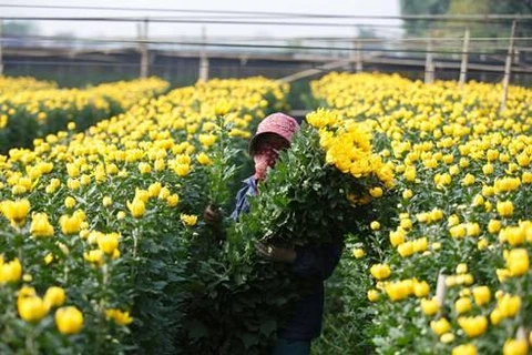 Tay Tuu Flower Village – A colourful destination for visitors in Hanoi